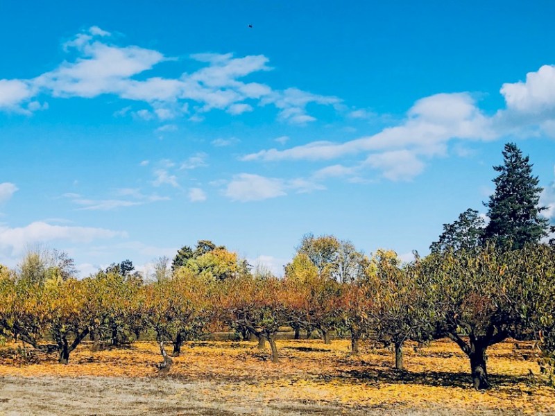 Fall Foliage Hikes and Farm Fun in the South Willamette&nbsp;Valley