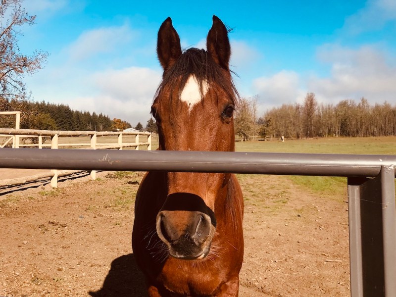 12 Reasons Why a Horse Should Be Your Child’s First True&nbsp;Love