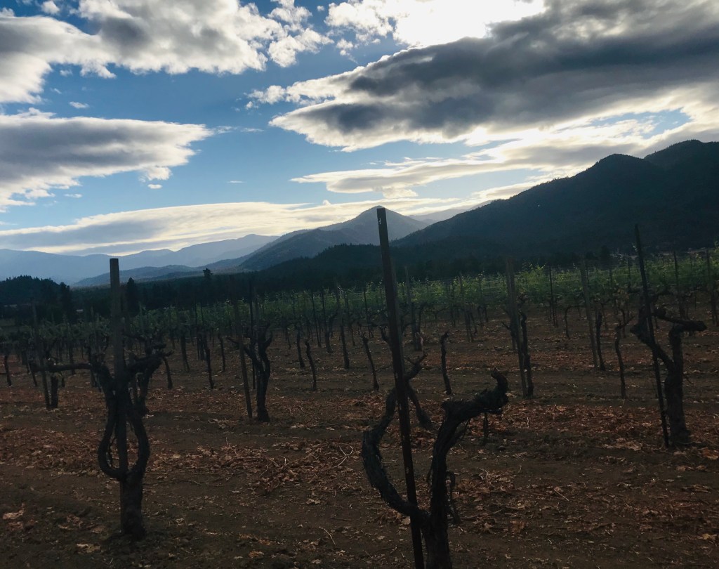 The fall vineyard at dusk at Troon Estate in the Applegate Valley.
