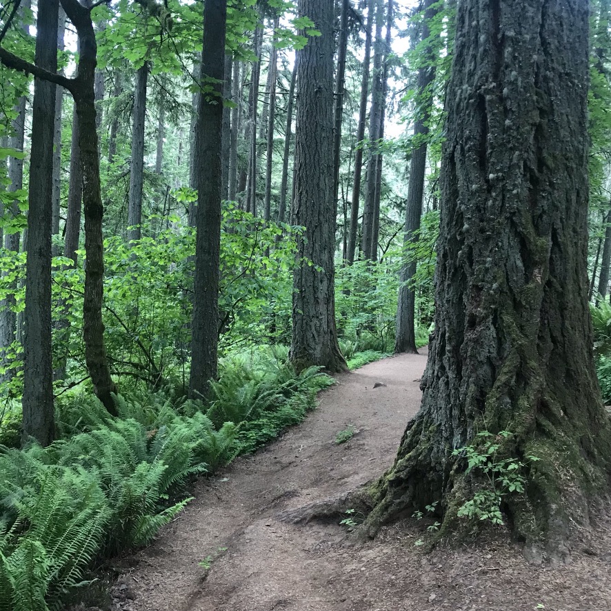 Along the trail at local favorite Spencer Butte in Eugene, Oregon.