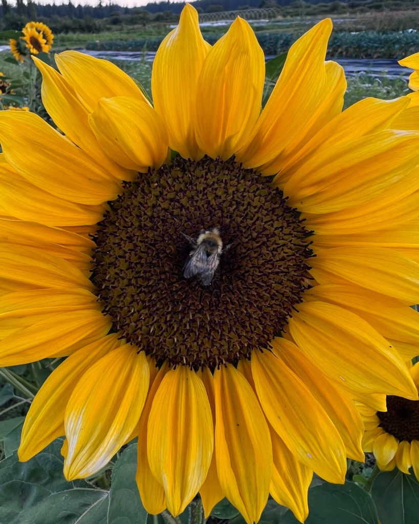 Beautiful sunflower field at the Organic Farm School on Whidbey Island.