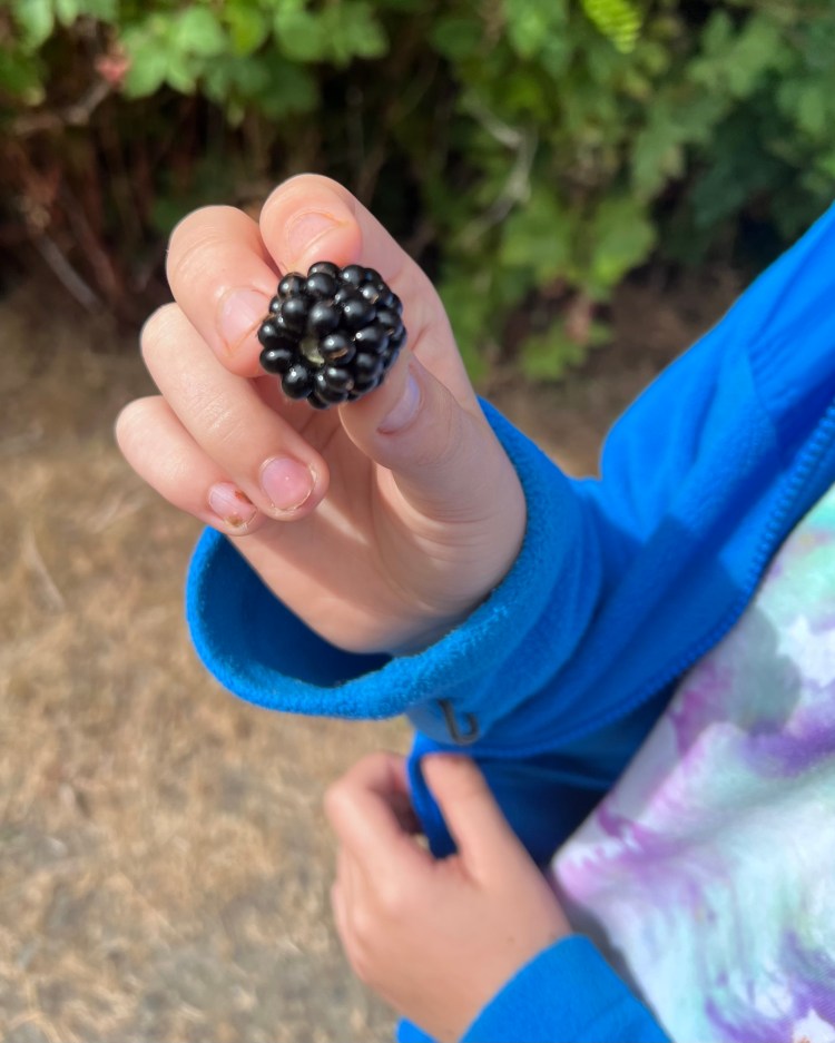 Juicy wild blackberries on Whidbey Island.