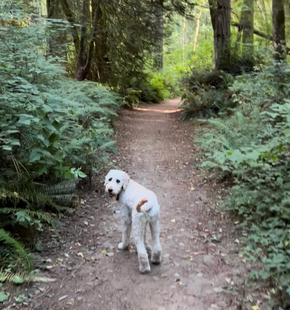 South Whidbey State Parks Trustland trails are dog-friendly too!