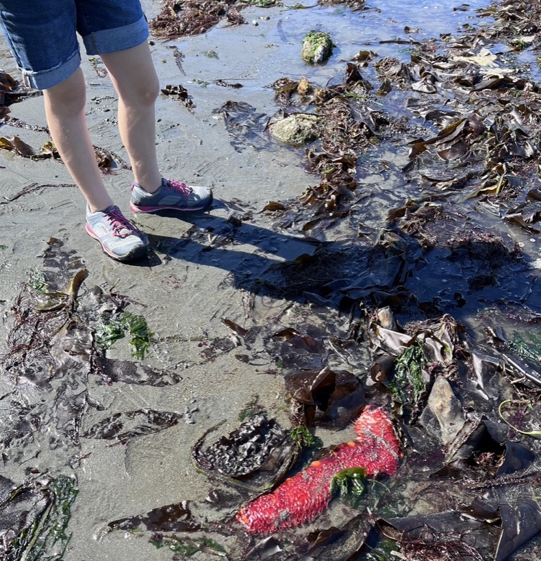 Finding a giant California sea cucumber on Whidbey Island.