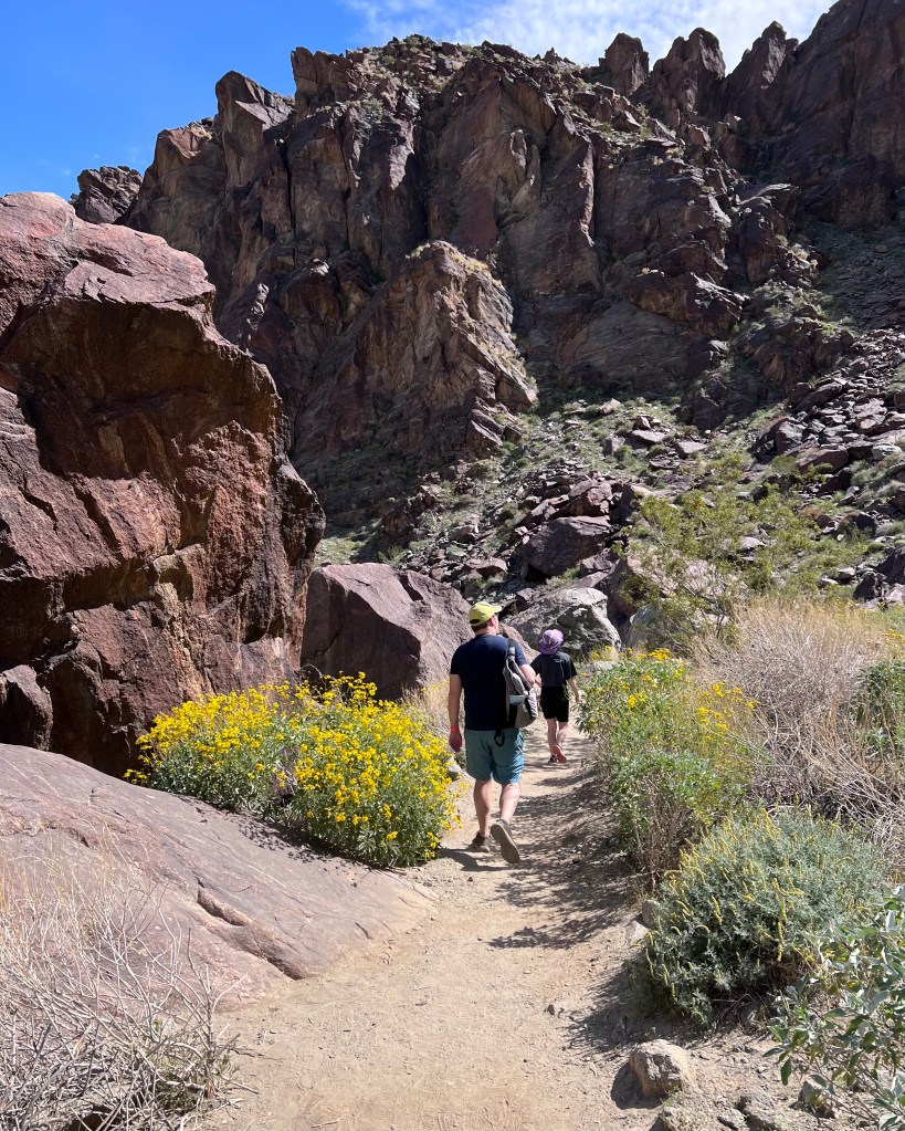 A desert wildflower hike in beautiful Tahquitz Canyon, Palm Springs.