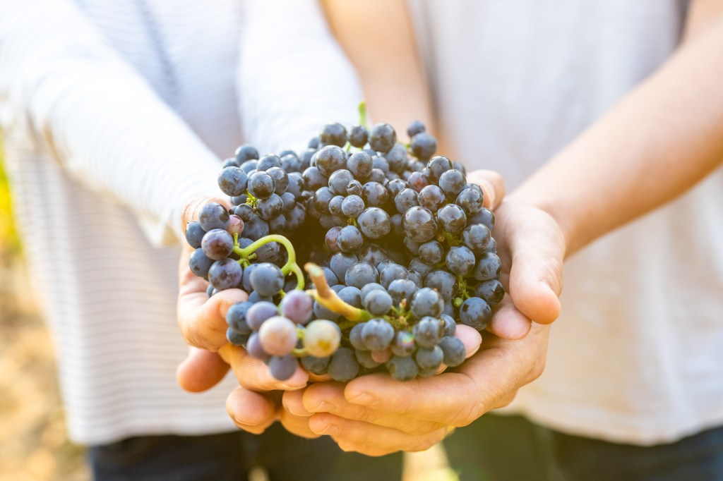 Sustainable wine making in the Willamette Valley