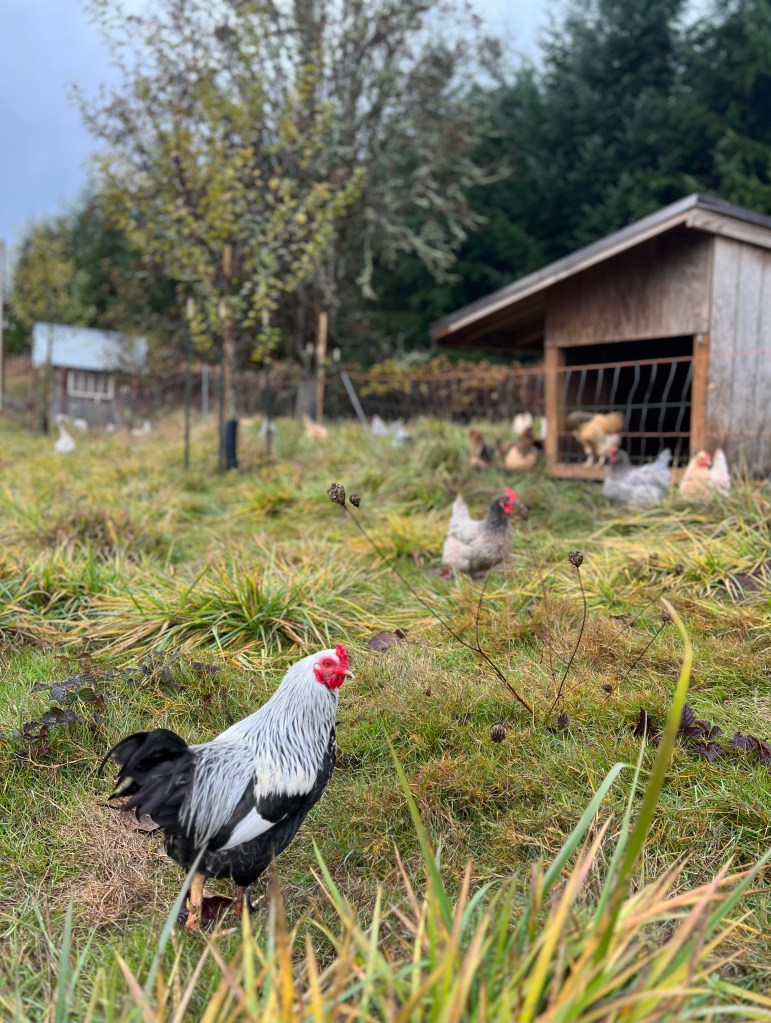 Local sustainable wine near Eugene.