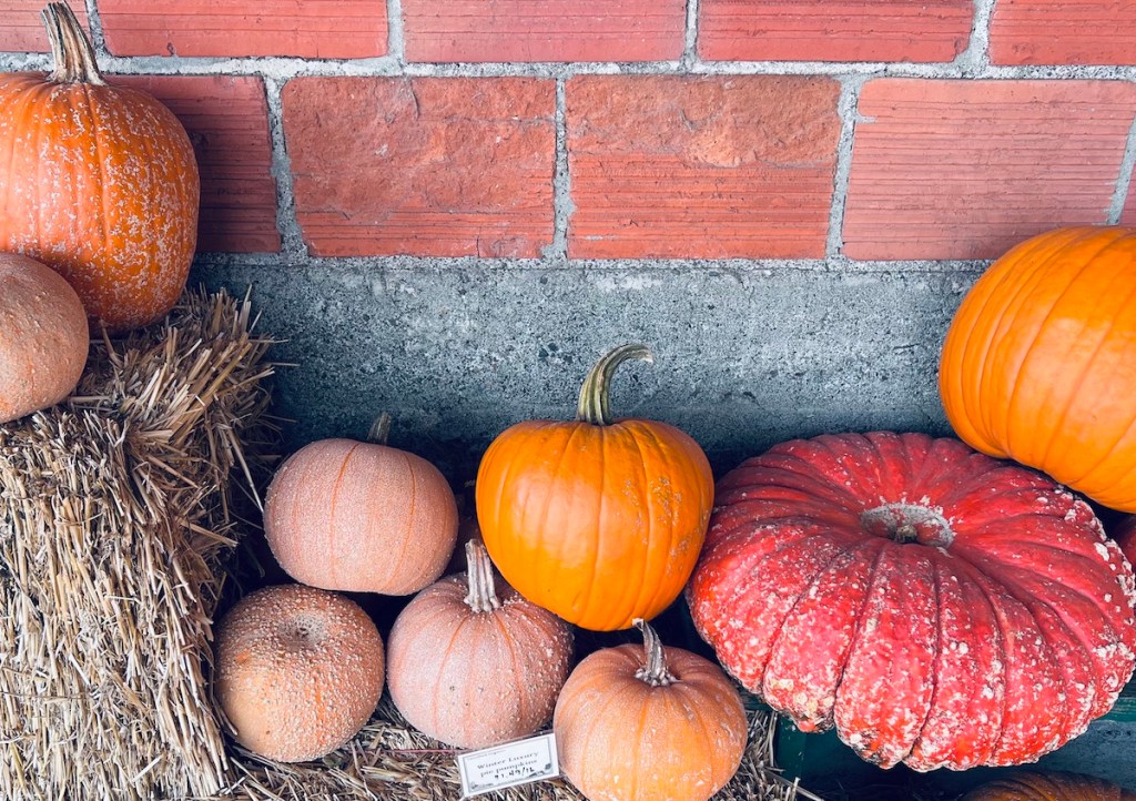 Organic pumpkins near Eugene, Oregon.