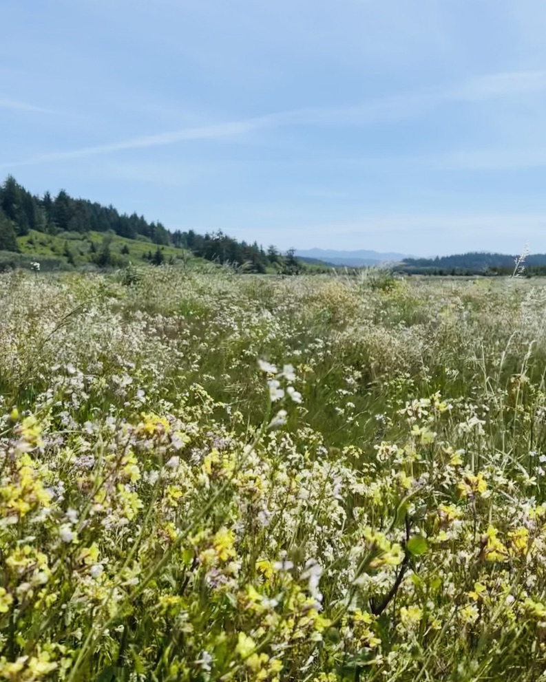 Sixes River Trail
Bandon, Oregon
@tournesoladventures