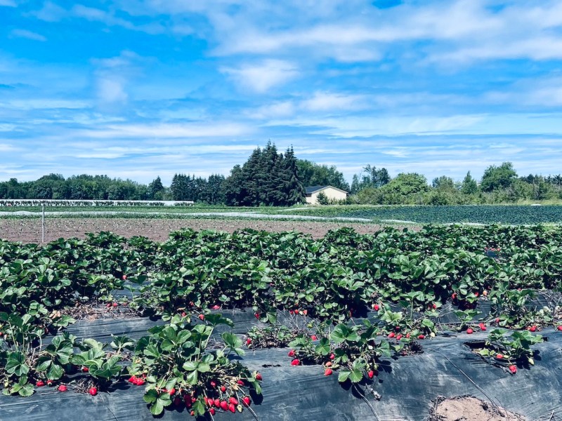 Our Top 3 Organic U-Pick Berry Farms Near&nbsp;Eugene
