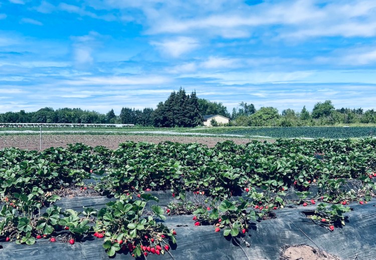 U pick raspberries near me