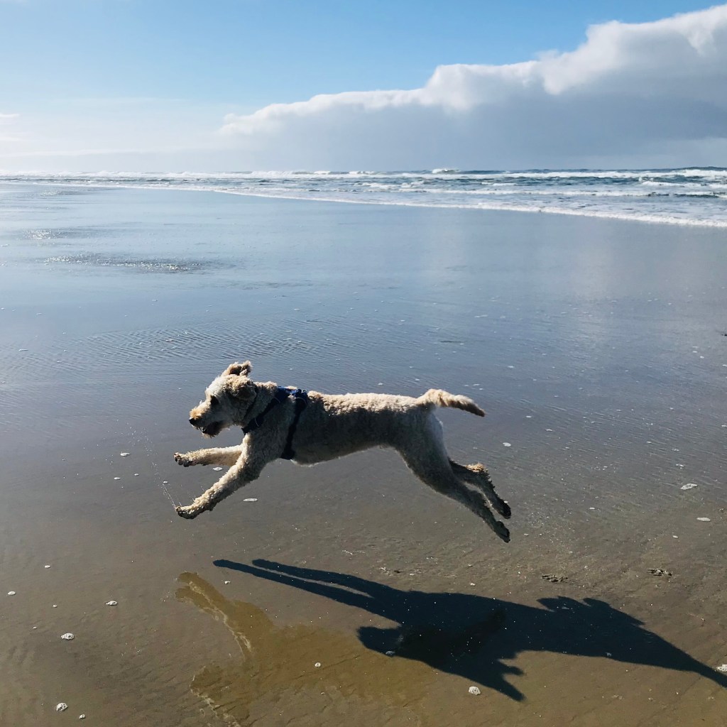 All the campgrounds featured are dog friendly!