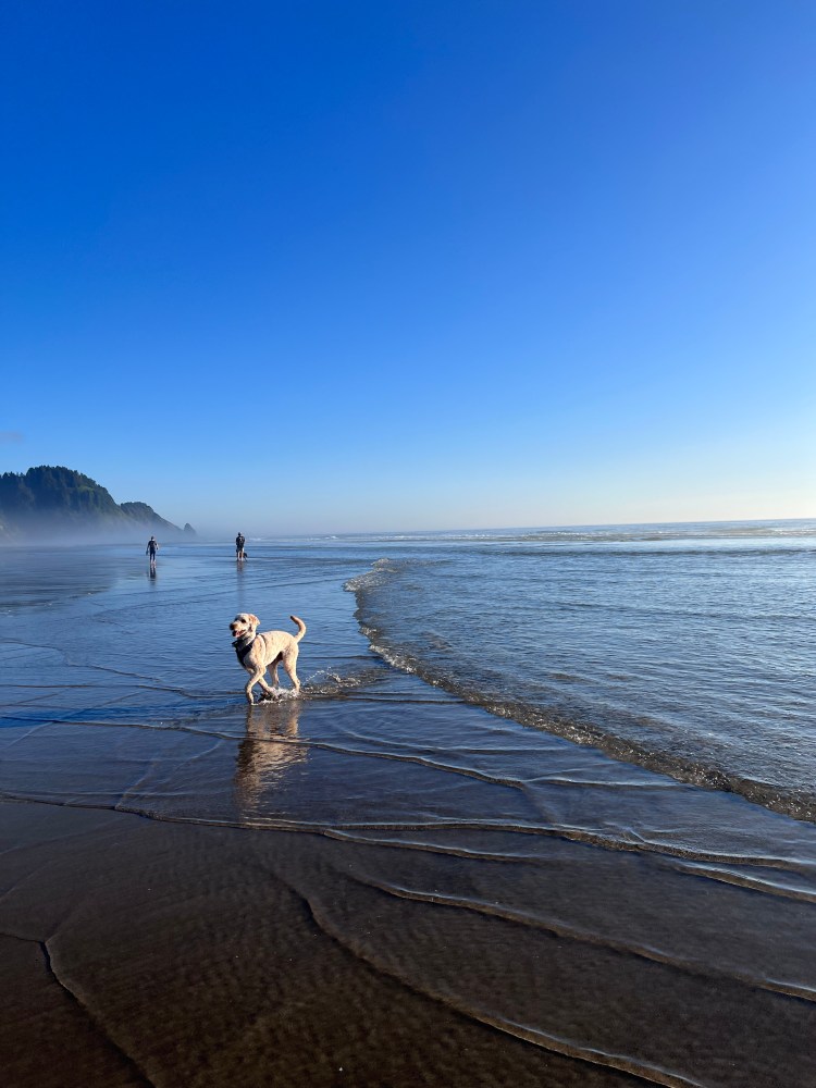 Enjoying the beach near Washburn Park Oregon Coast